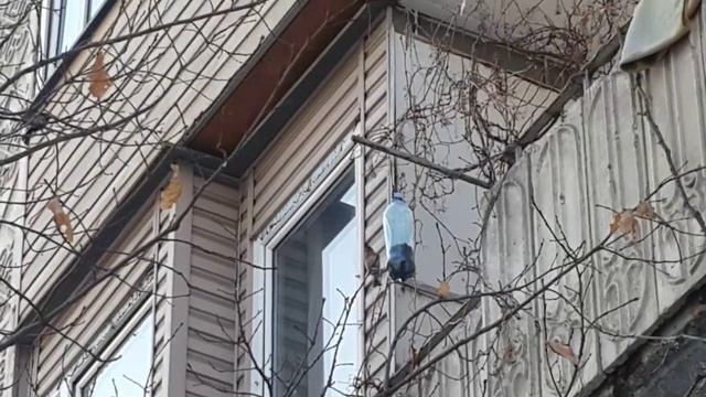 Юрок в кормушке из пластиковой бутылки смотреть онлайн