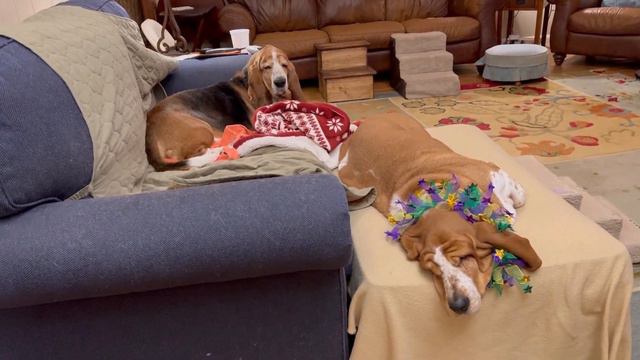 Mardi Gras Parade…Basset Style. смотреть онлайн