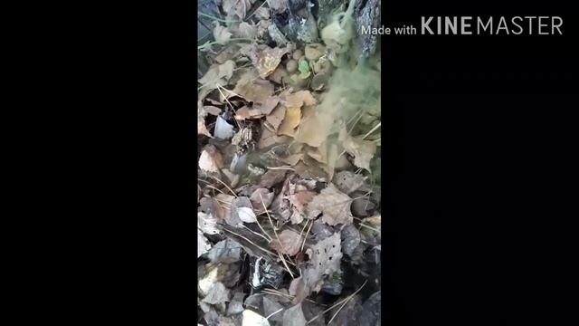 гриб дождевик смотреть онлайн