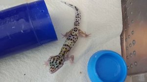 Эублефар. Рептилия  бросается на хозяина