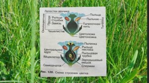 Биология 6 класс Параграф 49 Размножение покрытосеменных растений (Пасечник) аудио