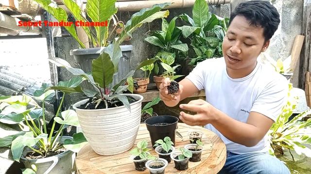 Anthurium Black Series, Burgundy, Black Beauty, Black Dragon смотреть онлайн