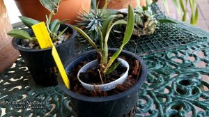 🌺 Cattleya Love knot 'Blue Star' first bloom + UNBOXING 4 Cattleya species 🌷 LEGENDAS em PORTUGUÊS
