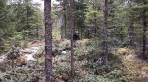 Глухариный ток, подошел на 5 метров. Охота на глухаря на току. Токовище и песня глухаря.