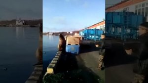 Сивуч ворует рыбу и огрызается