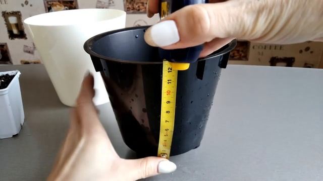Авокадо. Как вырастить авокадо из косточки. (Avocado) ?