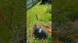 Сортовая облепиха.