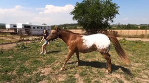 HOW TO PLAY WITH A HORSE