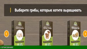 Выращивание Грибов В Мешках В Домашних Условиях
