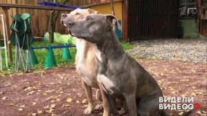 Синхронные собаки. Видели видео? Фрагмент выпуска от 26.07.2018