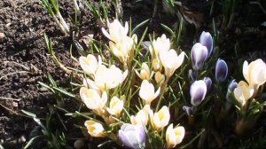 Первые садовые цветы крокусы
