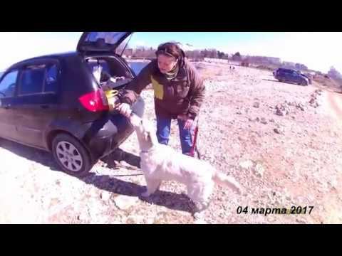Куба ест мороженку и дружит с алабайкой