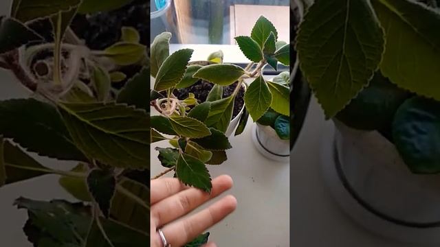 Плющ/ Фикус/Бегония/Фиалка/ Стефанотис смотреть онлайн