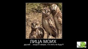 Демотиваторы #21