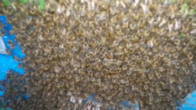 Пасека 8 августа. смотреть онлайн