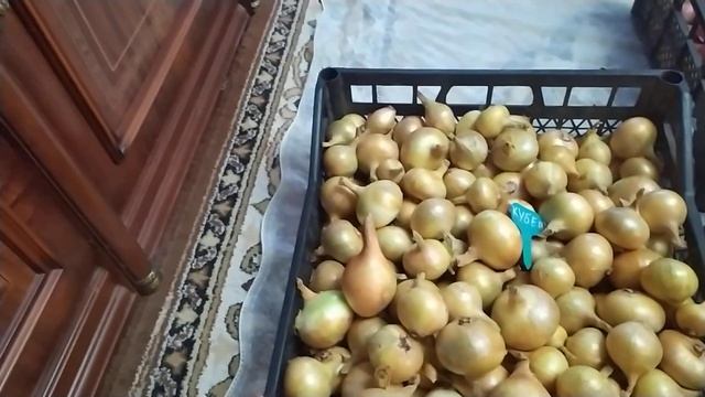 моя коллекция лука шалот 2022 часть 1 смотреть онлайн