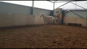 Изабелловая ахалтекинская кобыла (5105-2)