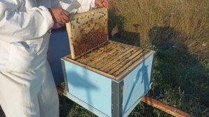 Работы на пасеке в августе. Подкормка пчёл, сборка гнезда.