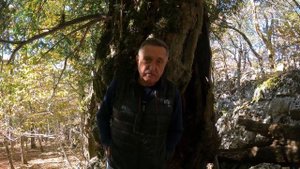 мы нашли! 2500 летний тис