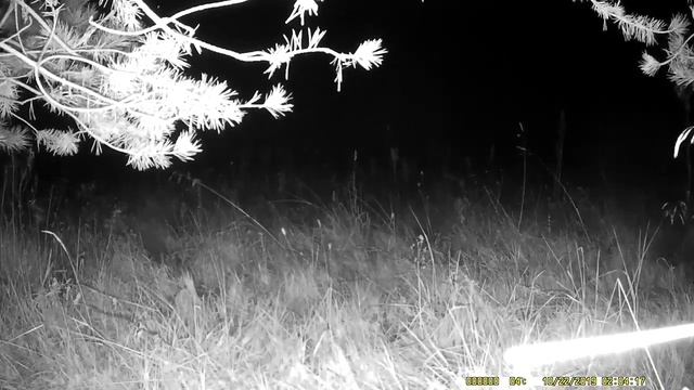 Крошка енот на звериной тропе смотреть онлайн