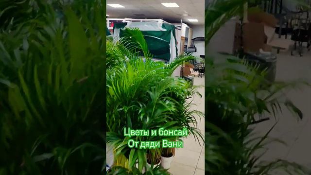 цветы и бонсай для дома дачи и офисов +79100092670 смотреть онлайн