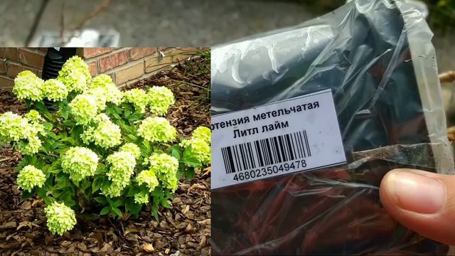 ?Пришла посылка/Гортензия сорта,характеристика!!! смотреть онлайн