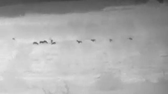 Burris Optics Thermal - BTH Handheld Thermal Scanner - contrast off 360 yards whitetail deer смотреть онлайн