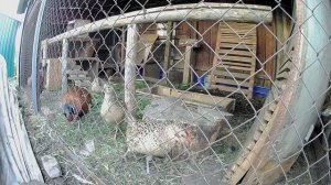 Крик фазана в прыжке. Крик напоминает рык хищника