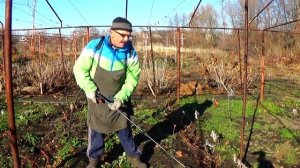 Опрыскивание винограда перед укрытием кустов на зиму: когда, чем, как и зачем?
