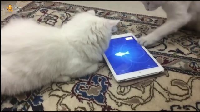 ► Коты и планшет. Игра: поймай рыбку