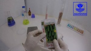 Огурец Пыжик F1. Гавриш