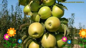 Яблоня колоновидная Икша. Краткий обзор, описание характеристик malus domestica Iksha