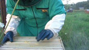 пчеловодство с нуля )