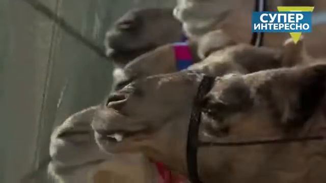 Жизнь шейхов  Как живут в Дубае