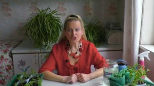Янтарная кислота для сильной рассады. Как правильно использовать янтарную кислоту для растений.