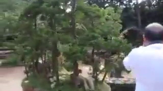 271 Вьетнам ДАЛАТ НАЦИОНАЛЬНЫЙ ПАРК ПРЕНН прогулка по ПАРКУ Vietnam Da Lat Prenn National Park Walk
