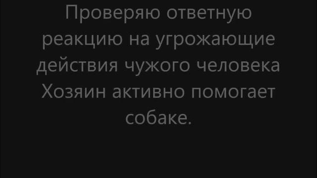 Немецкий боксер. Выявляем защитноохранный потенциал. Защита хозяина.
