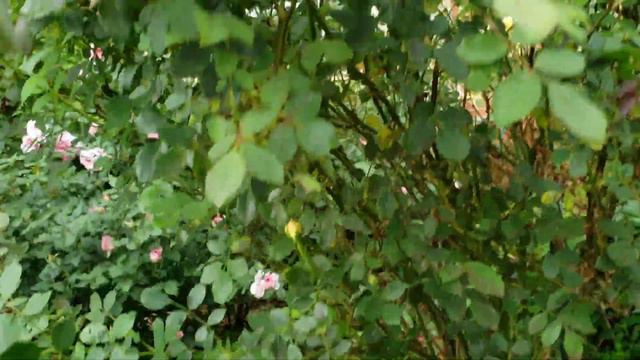 Lady Of Shalott David Austin Rose and glimpse of Teasing Georgia buds, Ancient Mariner. смотреть онлайн