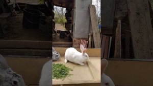 Какие кролики лучше помеси или породистые мое мнение