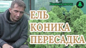 Пересадка Ели канадской Коники в открытый грунт - купленной в супермаркете на новогодние праздники.