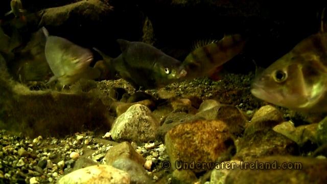 Fishing freshwater bream strikes on a lure underwater camera. Рыбалка лещ на воблер подводная съёмк