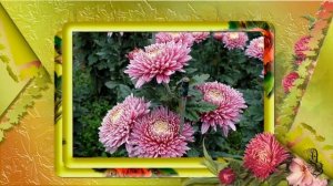 Старинный русский романс ? Отцвели уж давно хризантемы в саду