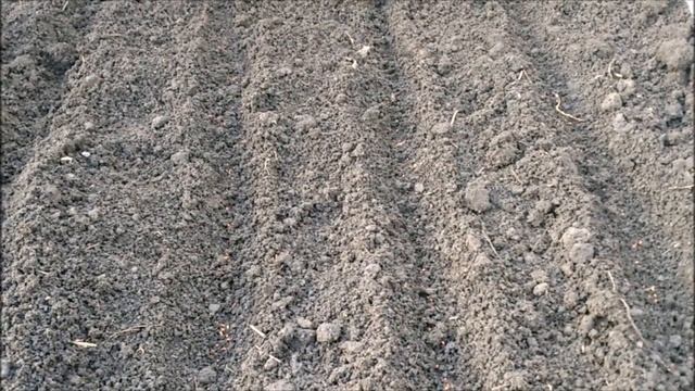 КАК ПОСАДИТЬ САЛАТ В ТЕПЛИЦУ смотреть онлайн