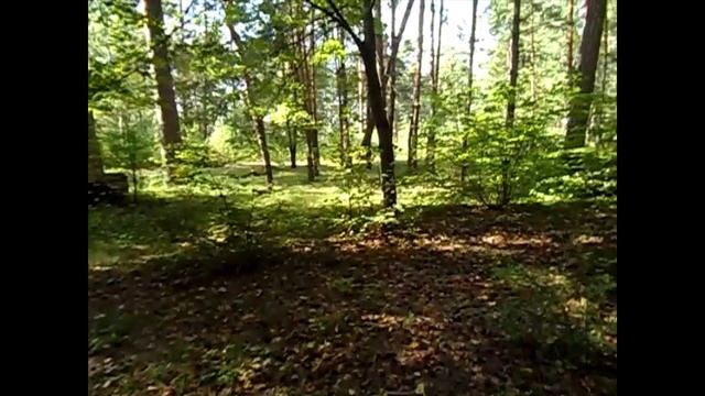 Заброшенный лагерь в бору