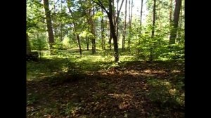 Заброшенный лагерь в бору