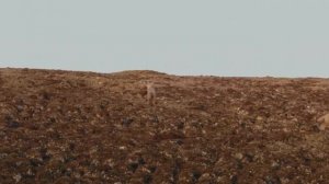 ВОЛКИ,В мире животных, хищные животные, Кровожадные животные, волки, хищники