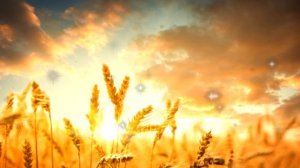 Кольцов А. В. «Урожай». Стихотворение