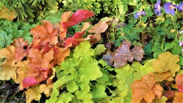 Самые неприхотливые красивые многолетники. Растения с декоративной листвой для ленивого сада смотреть онлайн