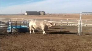 Бык породы Шароле, стоимостью 36000$ Ферма в США