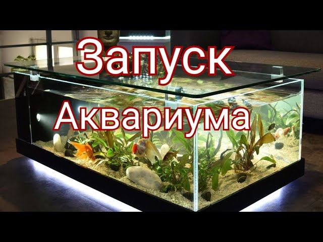 Запуск нового аквариума. Как запустить аквариум.